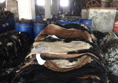 Goat-Trust-and-Trade-21-400x280