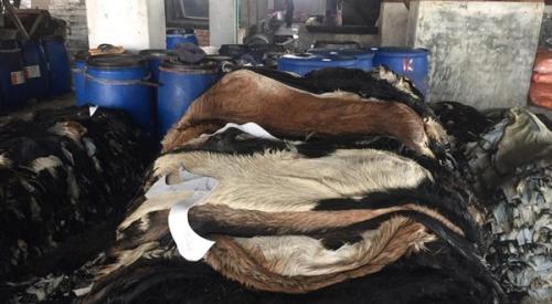 Goat-Trust-and-Trade-21-600x330