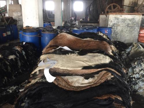 Goat-Trust-and-Trade-21