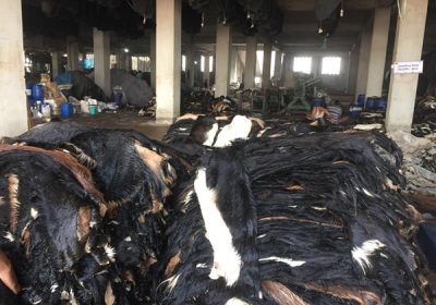 Goat-Trust-and-Trade-22-400x280