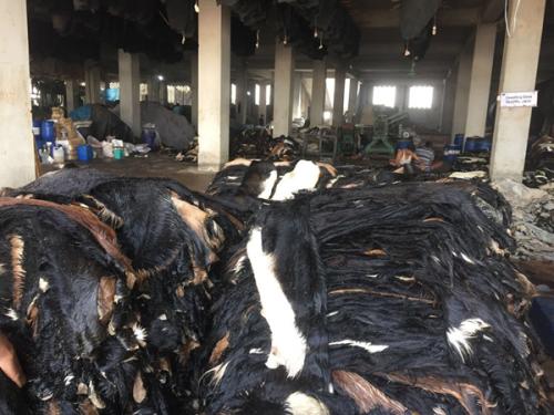 Goat-Trust-and-Trade-22